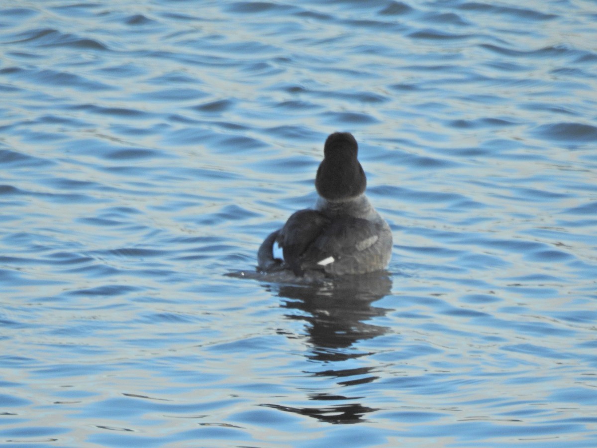 Common Goldeneye - ML21265441