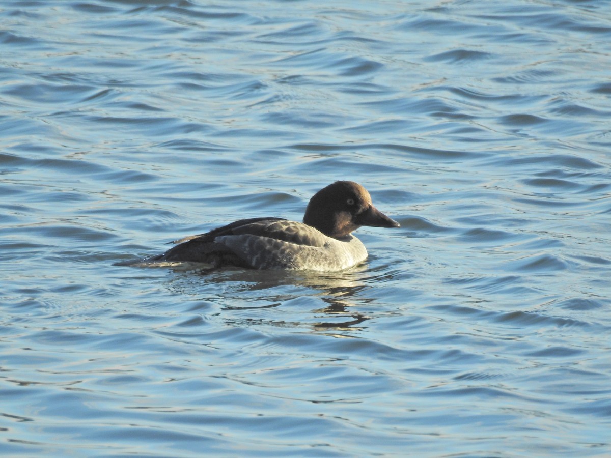 Common Goldeneye - ML21265451