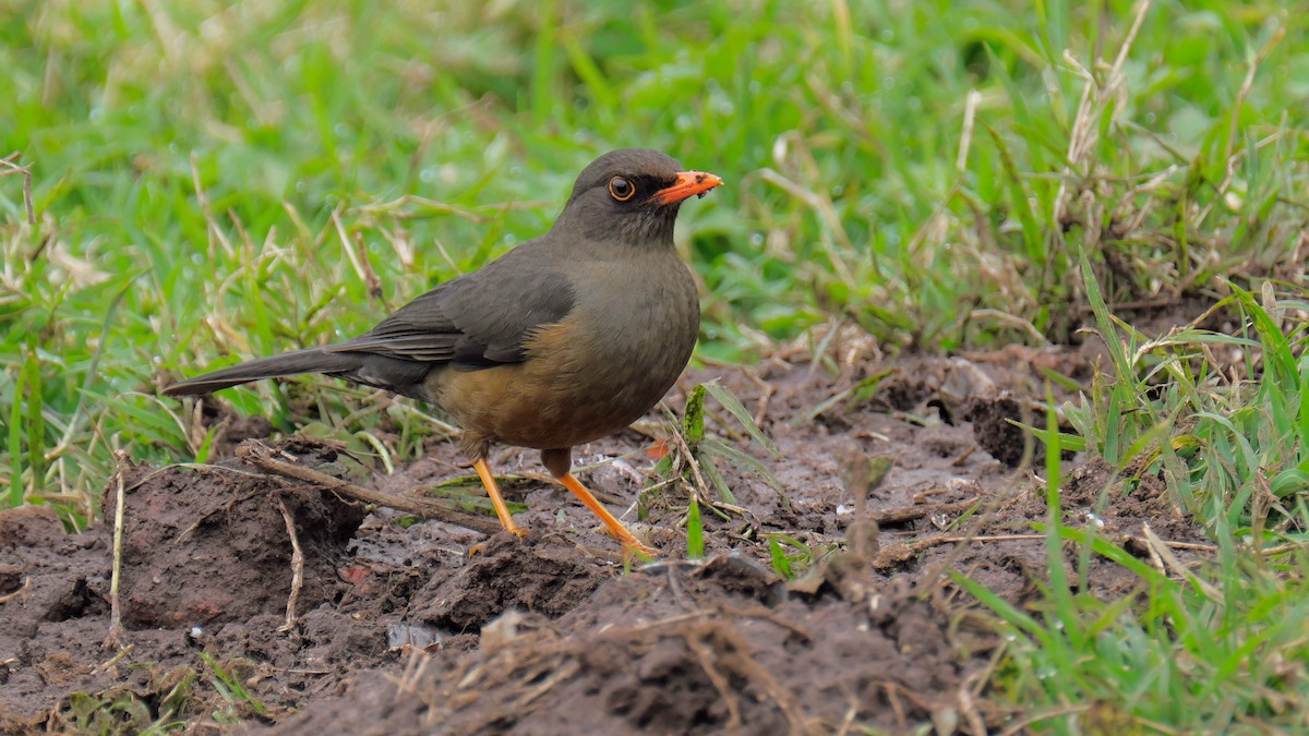 Abyssinian Thrush - xiwen CHEN
