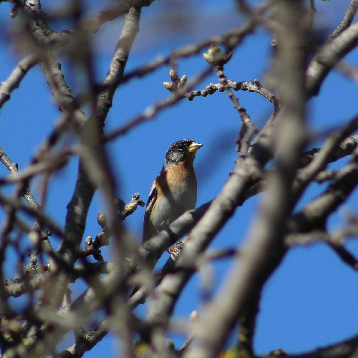 Brambling - ML212654921