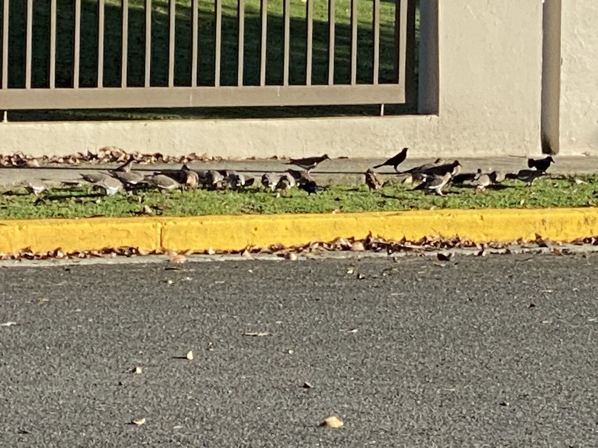 White-winged Dove - ML212655371