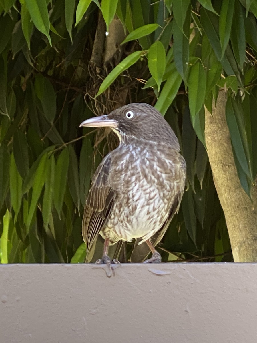 Pearly-eyed Thrasher - ML212655941