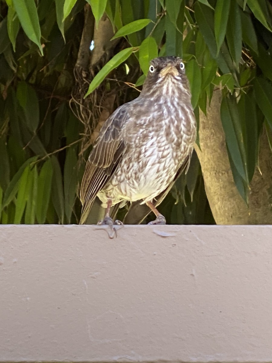 Pearly-eyed Thrasher - ML212655951