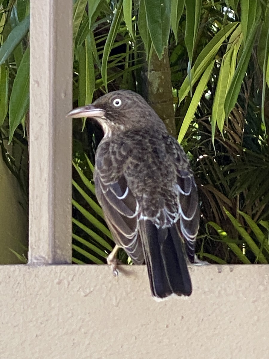 Pearly-eyed Thrasher - ML212655961