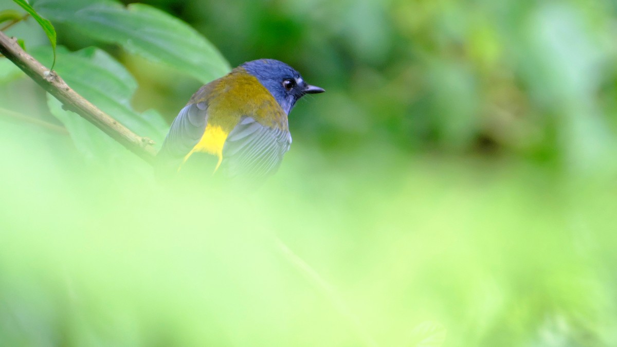 White-starred Robin - ML212656611