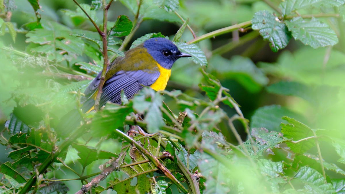 White-starred Robin - ML212656641