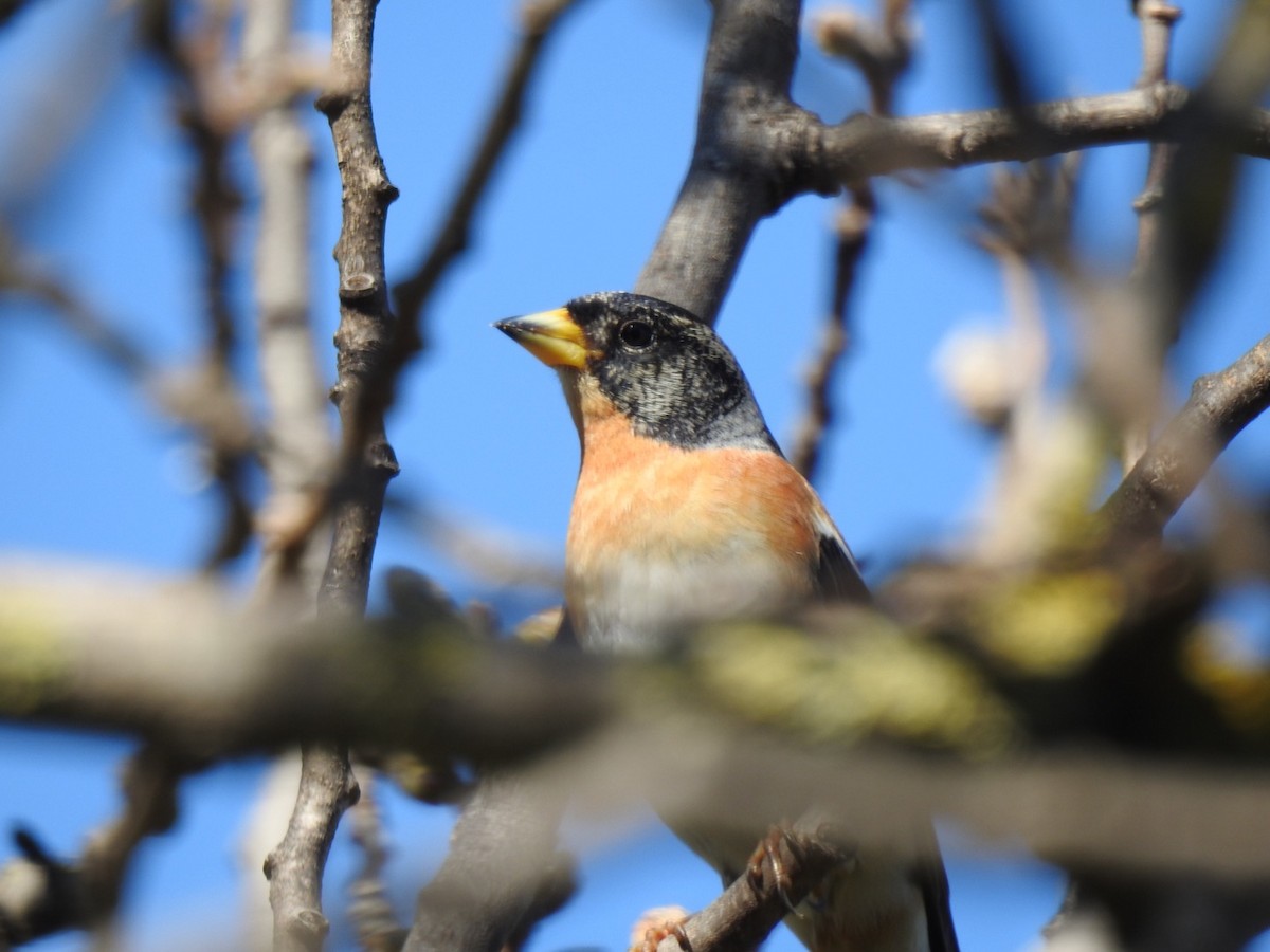 Brambling - ML212656671