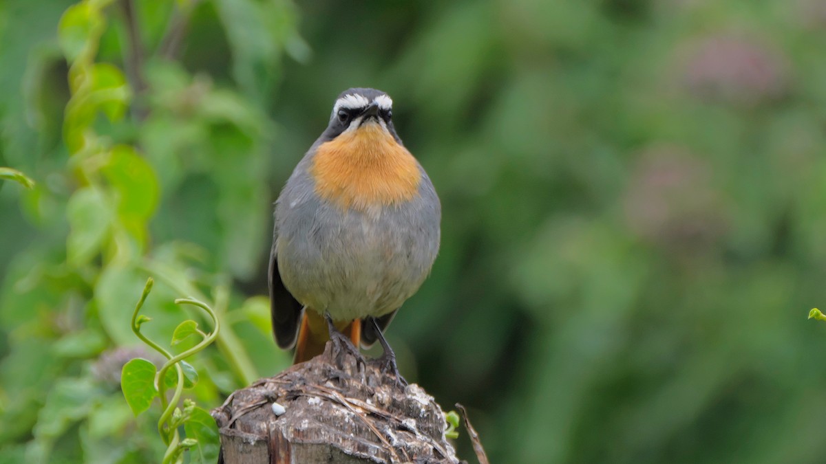 Cape Robin-Chat - ML212656951