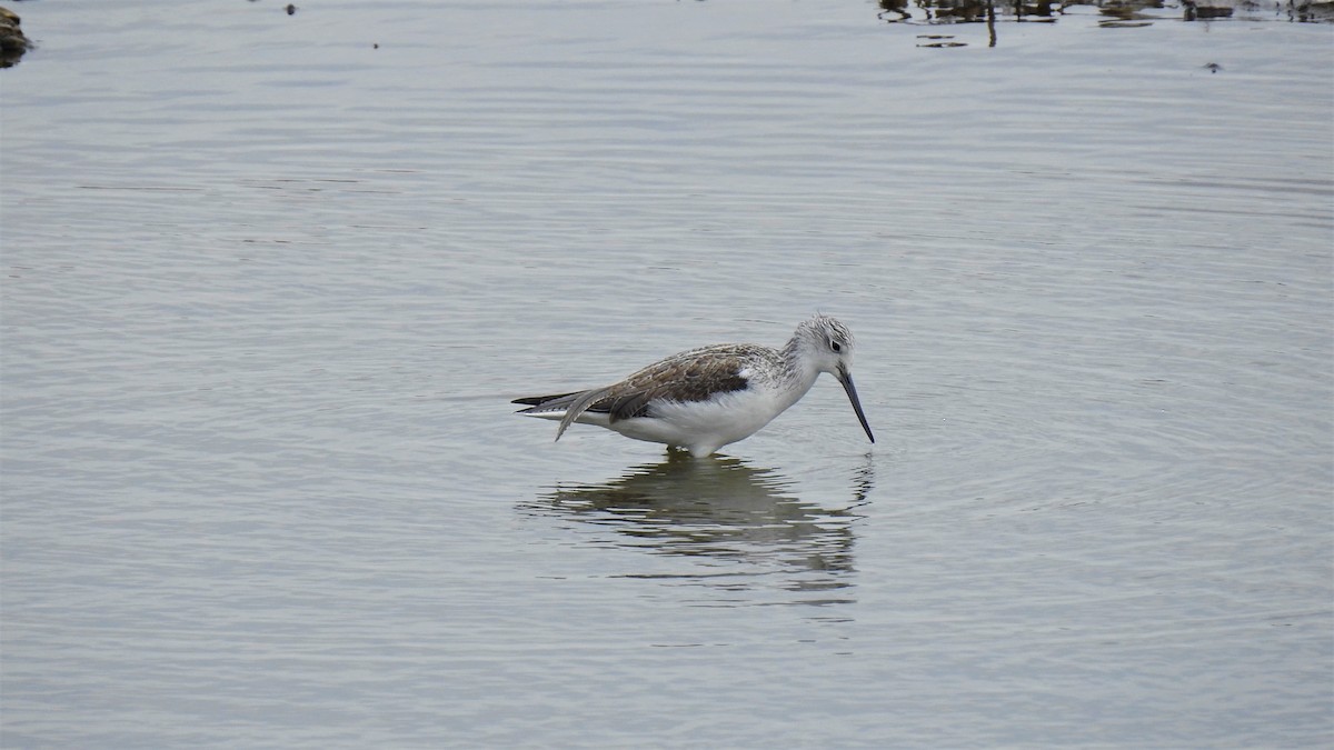 Common Greenshank - ML212657021