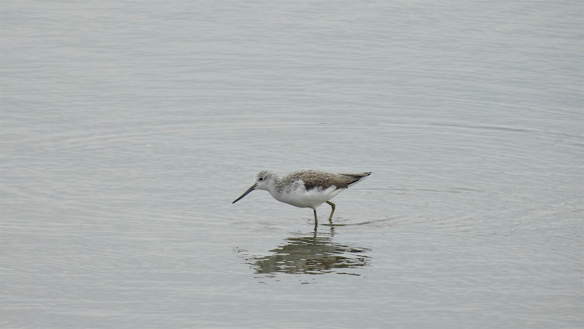 Common Greenshank - ML212657031