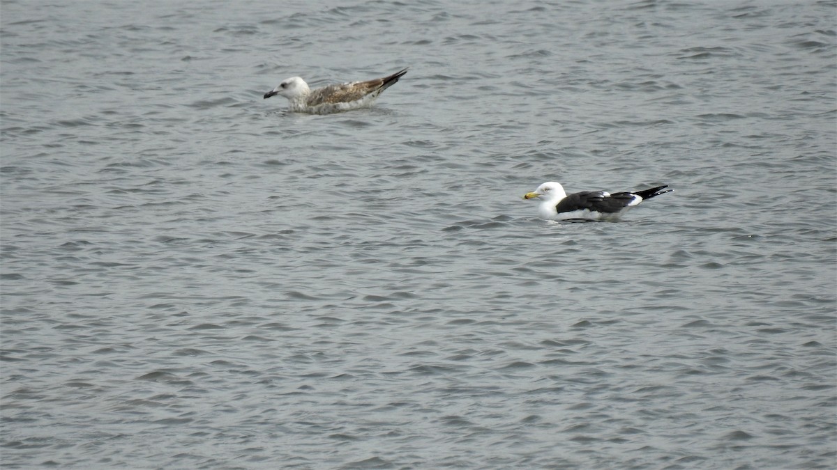 Yellow-legged Gull - ML212657091