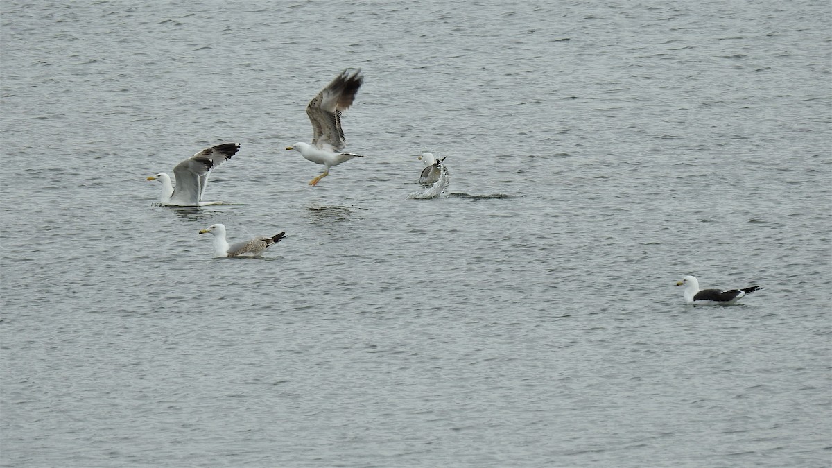 Yellow-legged Gull - ML212657101