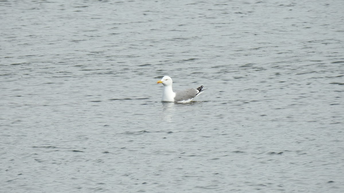 Yellow-legged Gull - ML212657111