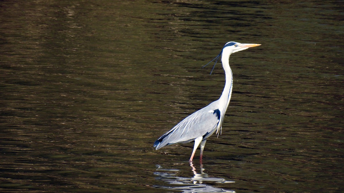 Gray Heron - ML212657231