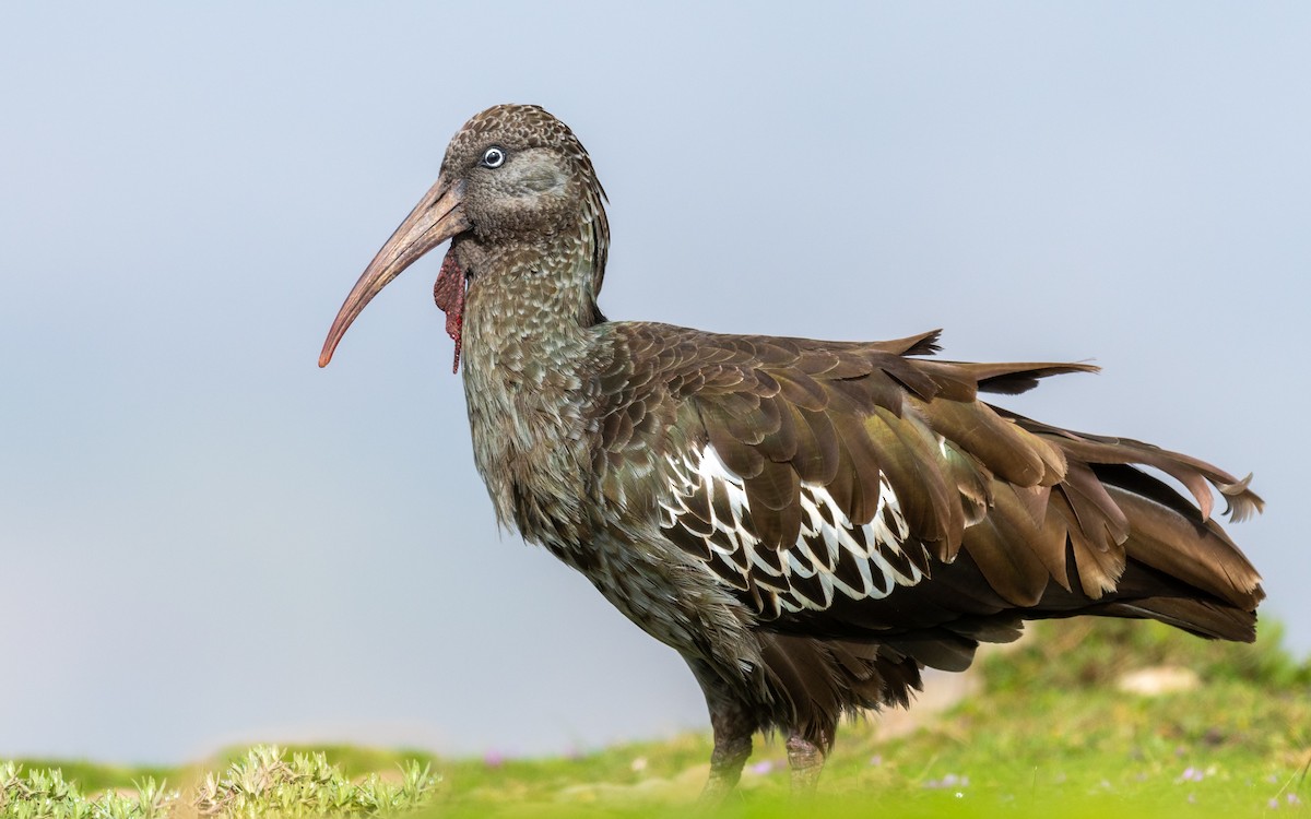Wattled Ibis - Jean-Louis  Carlo