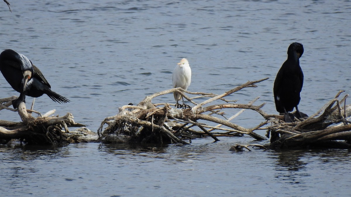 Western Cattle-Egret - ML212657331