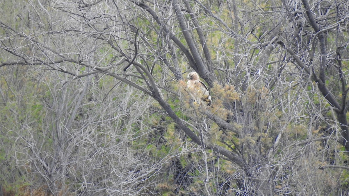 Booted Eagle - ML212657371