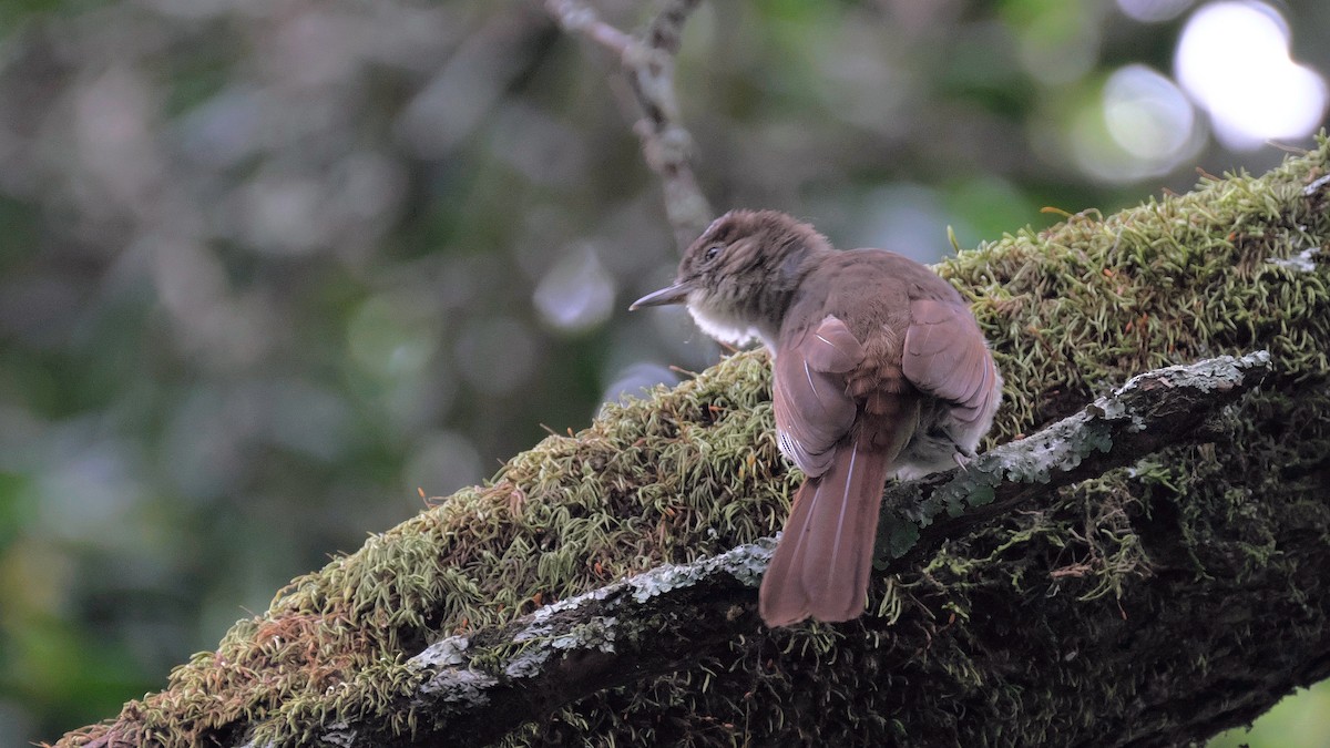 Bulbul de Cabanis - ML212657411