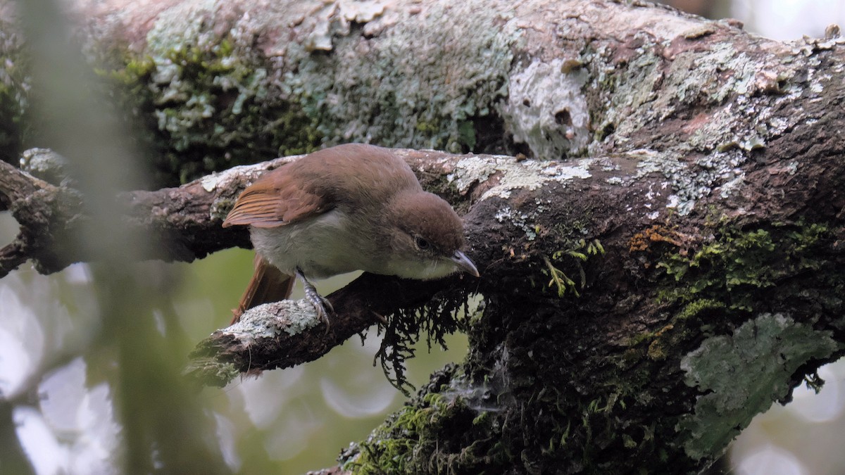 Cabanis's Greenbul - ML212657421