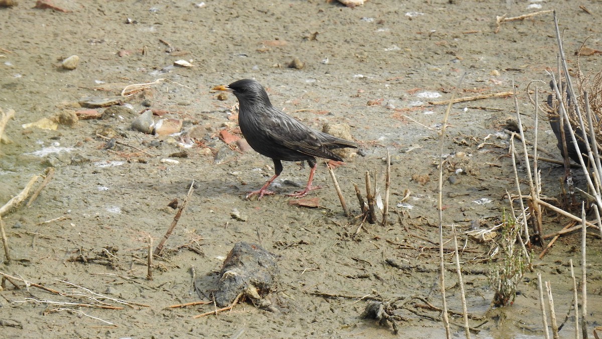 Spotless Starling - ML212657431