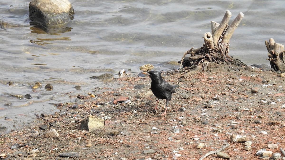Spotless Starling - ML212657441
