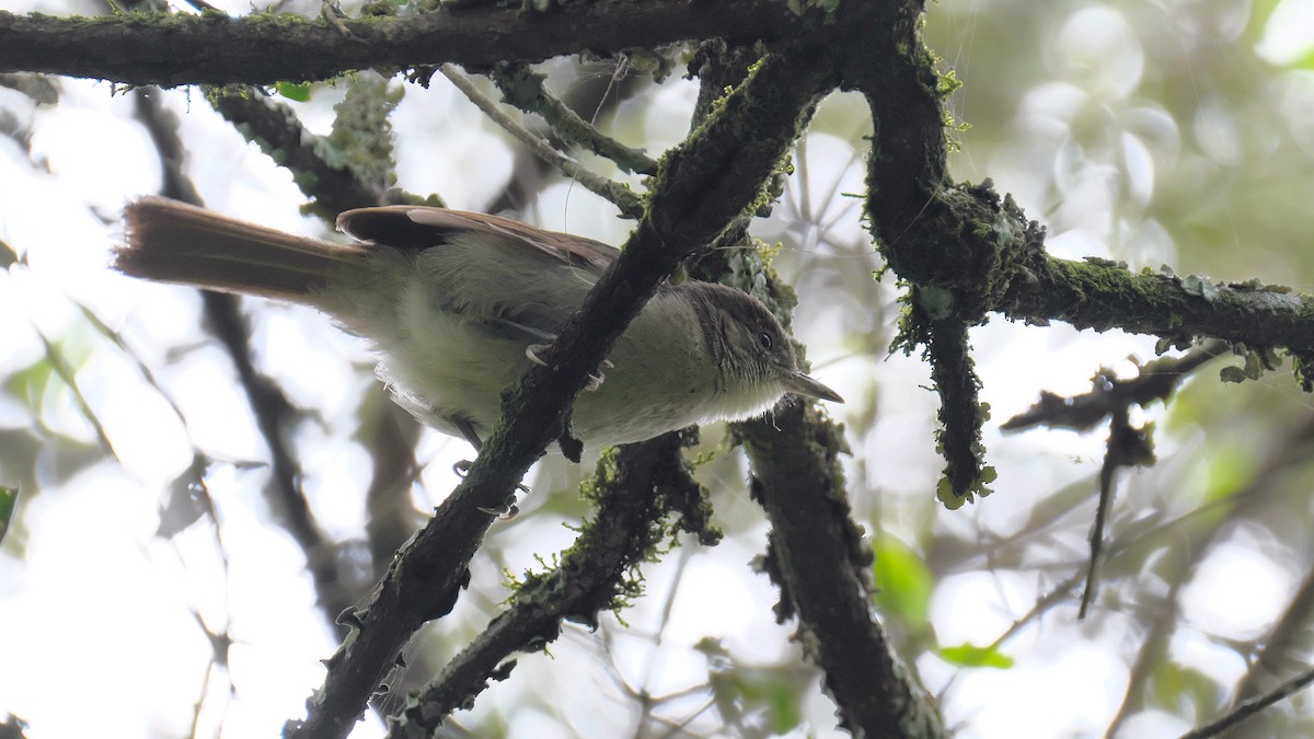 Cabanis's Greenbul - ML212657451