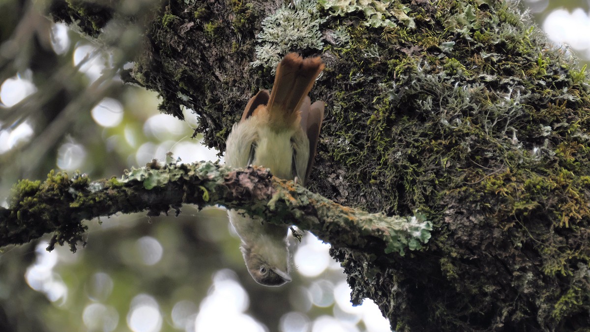 Cabanis's Greenbul - ML212657491