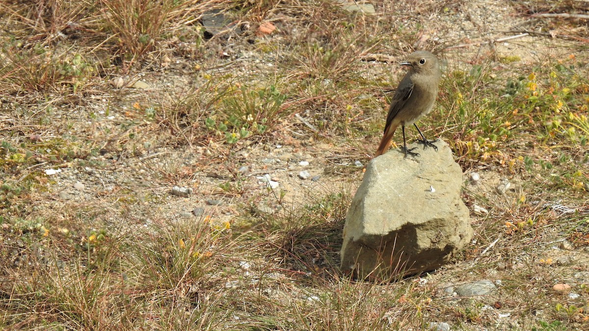 Black Redstart - ML212657531