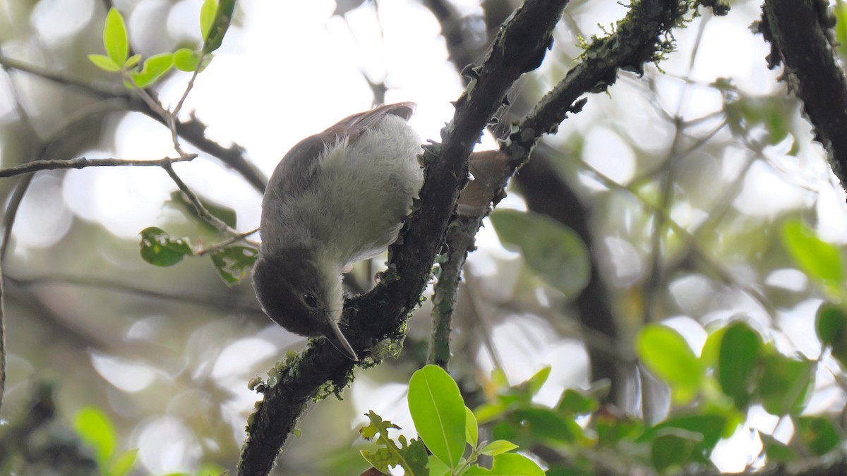 Cabanis's Greenbul - ML212657571