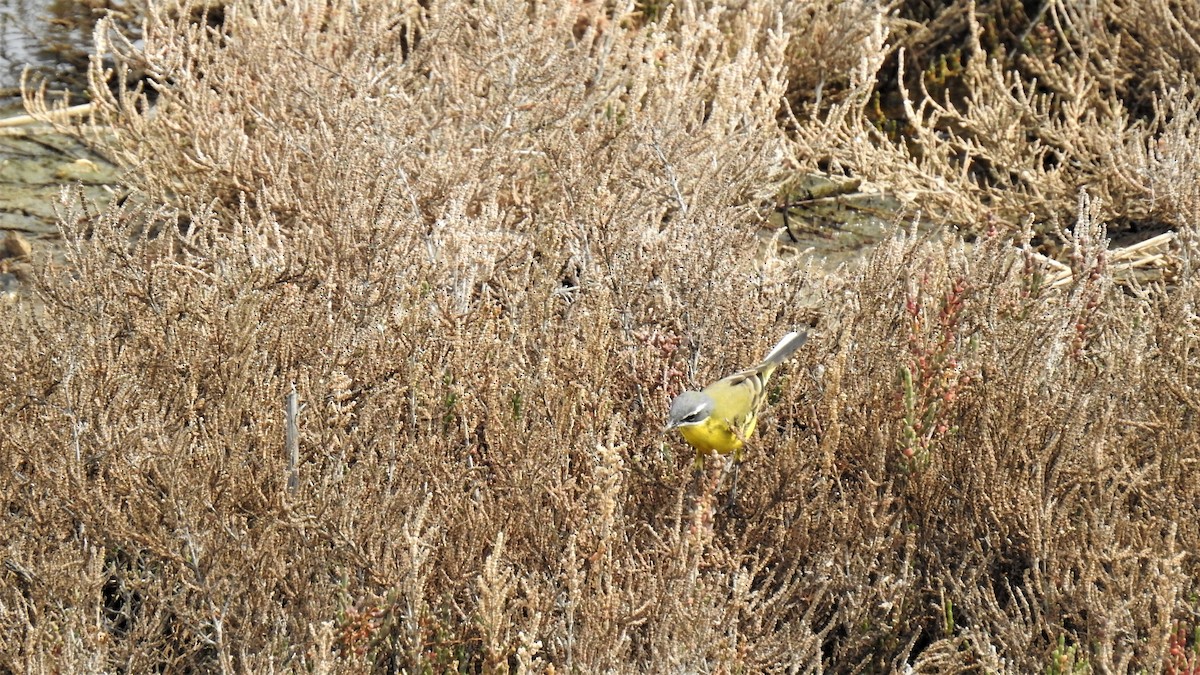 Western Yellow Wagtail - ML212657611