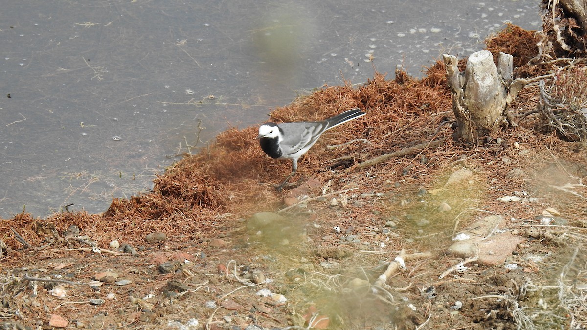 White Wagtail - ML212657641