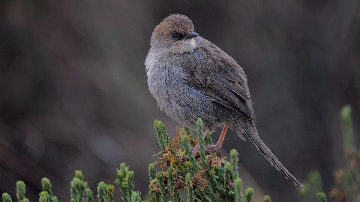 Hunter's Cisticola - ML212658601