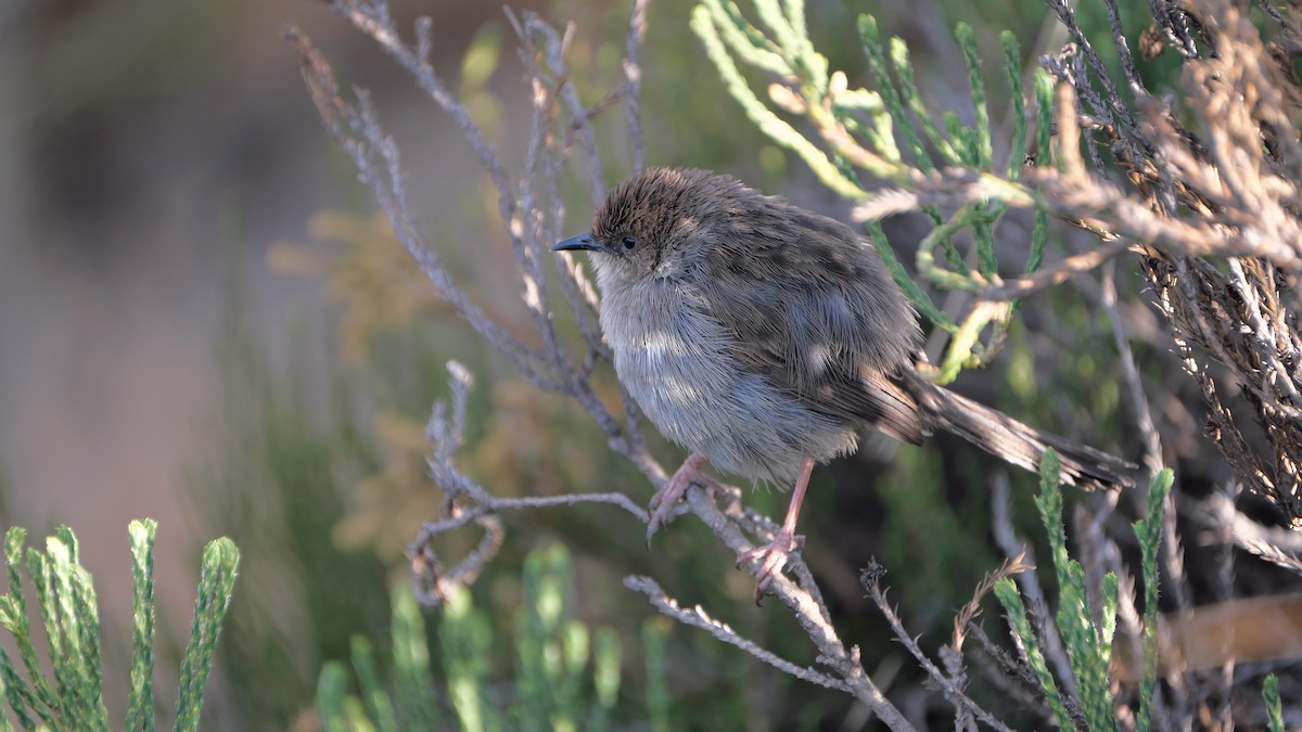 Hunter's Cisticola - ML212658661