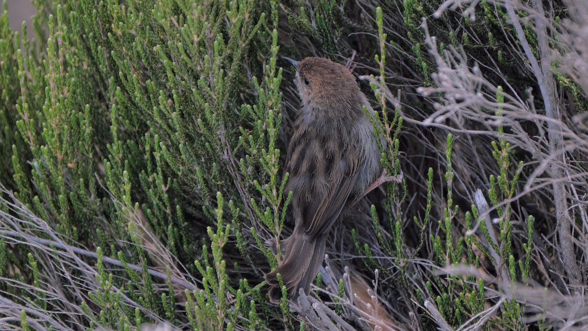 Hunter's Cisticola - ML212658681