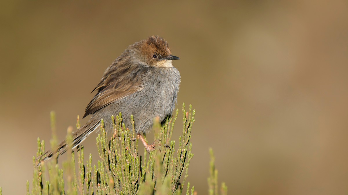 Hunter's Cisticola - ML212658711