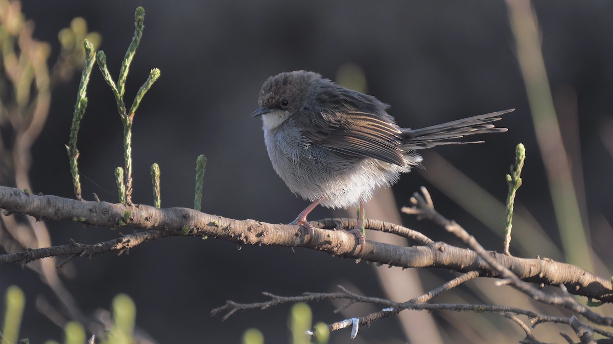 Hunter's Cisticola - ML212658751