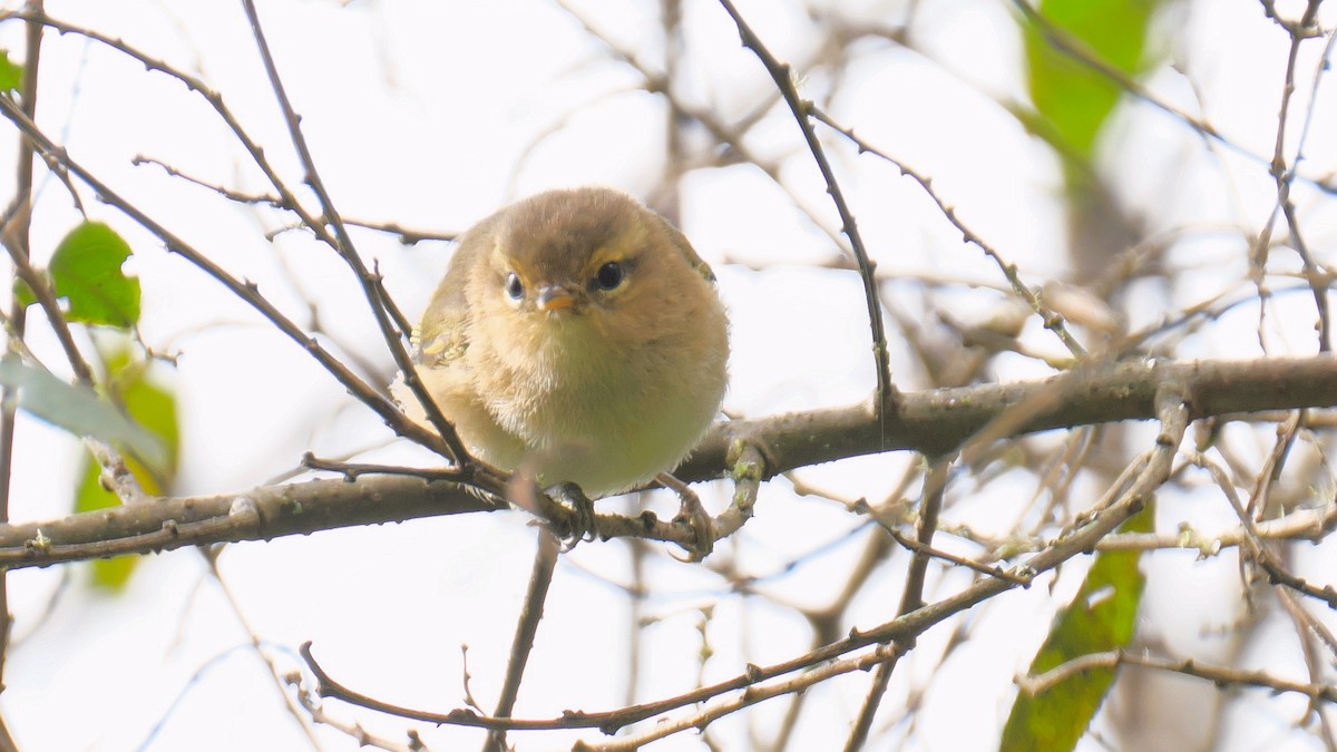 Brown Woodland-Warbler - ML212659351