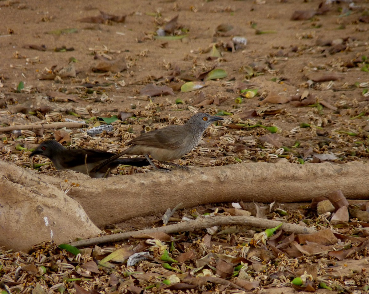 Brown Babbler - ML212659781