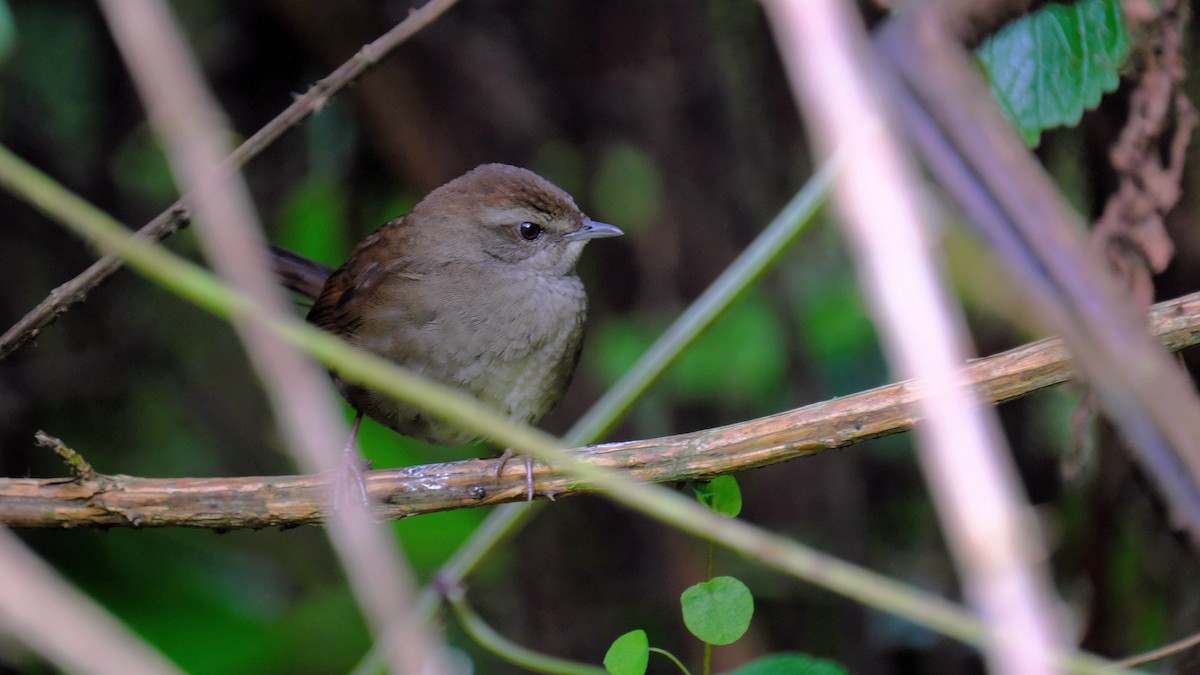 Evergreen-forest Warbler - xiwen CHEN