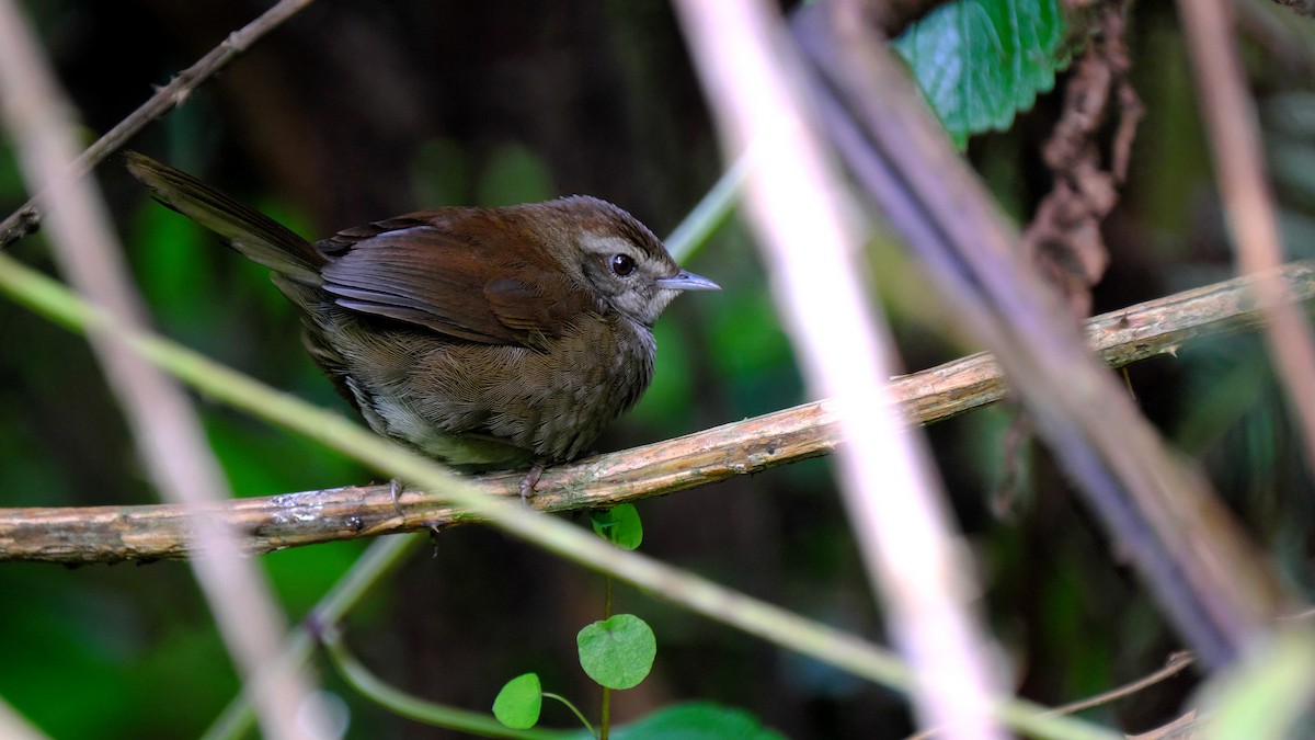 Evergreen-forest Warbler - xiwen CHEN