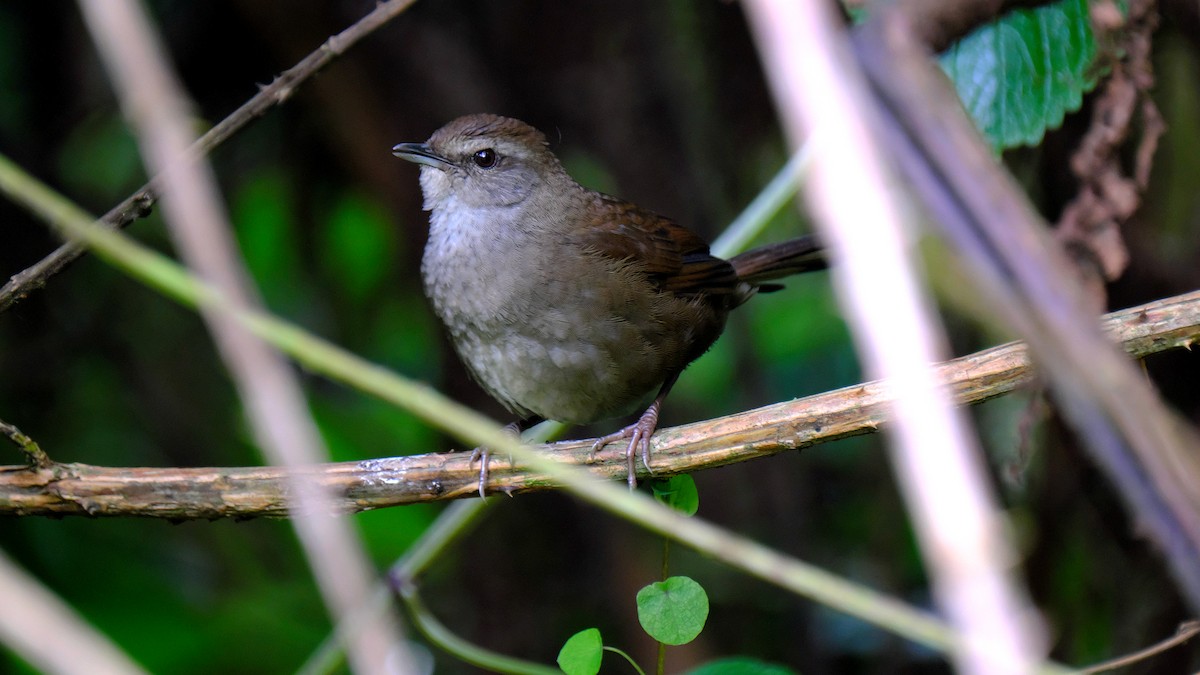 Evergreen-forest Warbler - xiwen CHEN