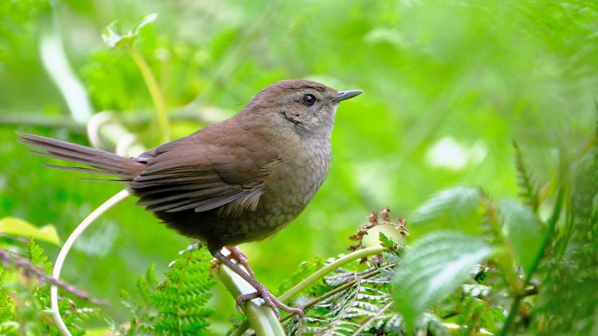 Evergreen-forest Warbler - xiwen CHEN