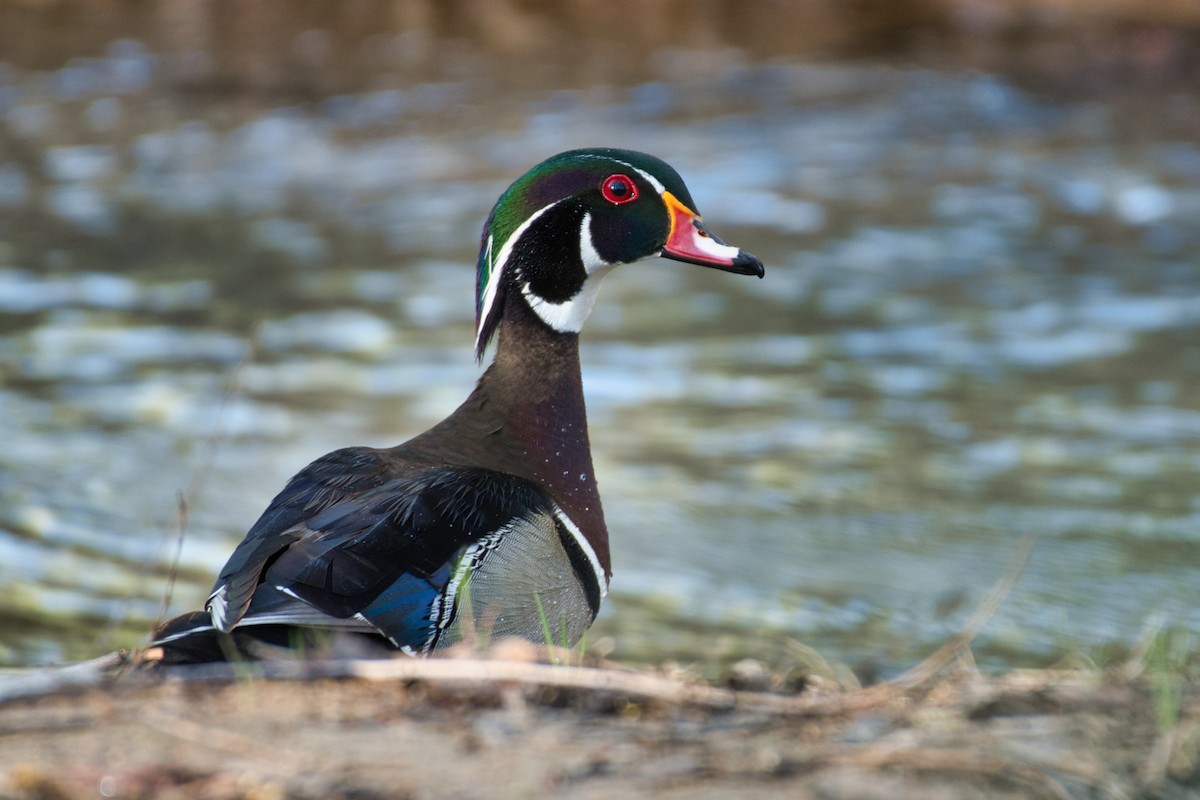 Wood Duck - ML212661061