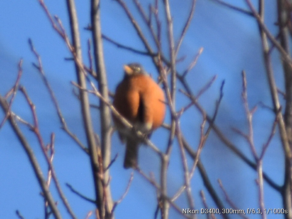 American Robin - ML212661701