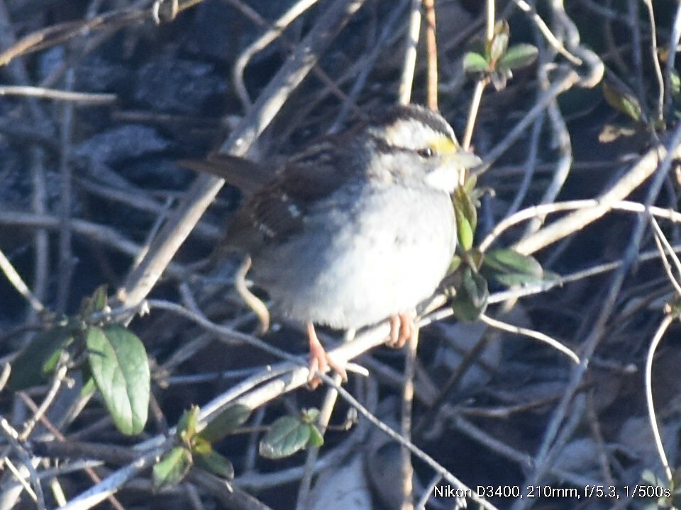 White-throated Sparrow - ML212662031