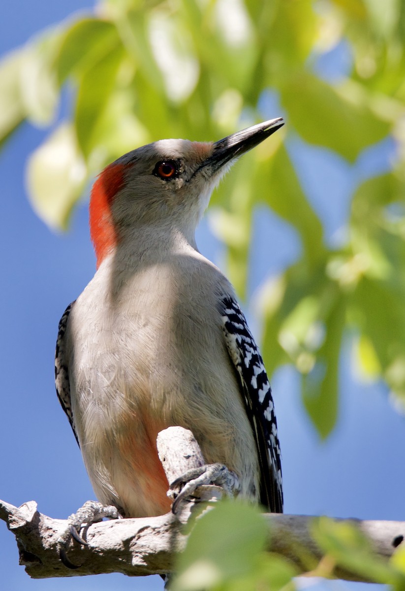 Red-bellied Woodpecker - Marcia Balestri