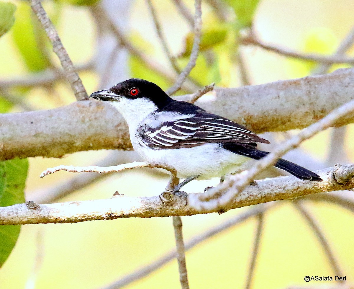 Northern Puffback - Fanis Theofanopoulos (ASalafa Deri) 🐐