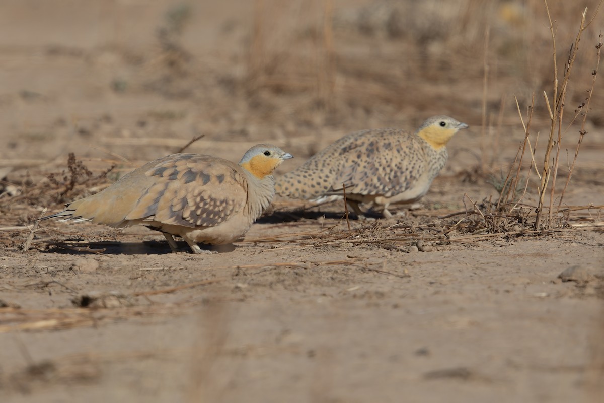 eBird Checklist - 23 Jan 2020 - Sahb el-Ghassal - 11 species