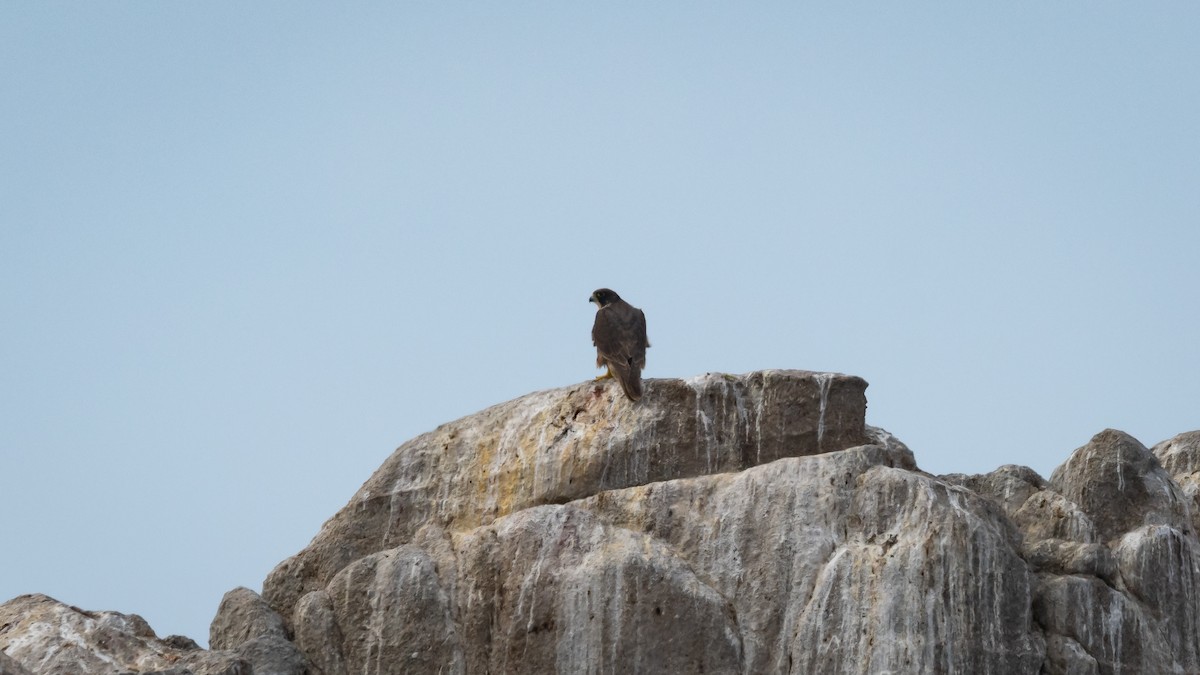 Peregrine Falcon - Mathurin Malby