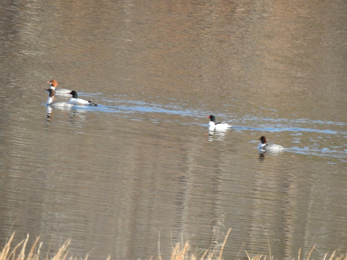 Gänsesäger - ML212666841